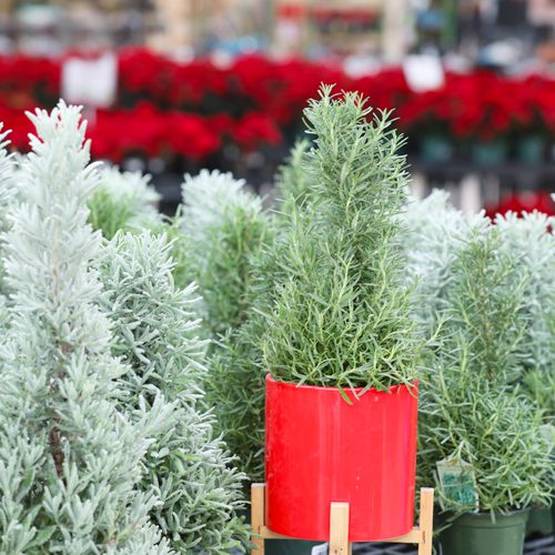 Rosemary Cone for Christmas Holidays Decoration | Calloway's Nursery