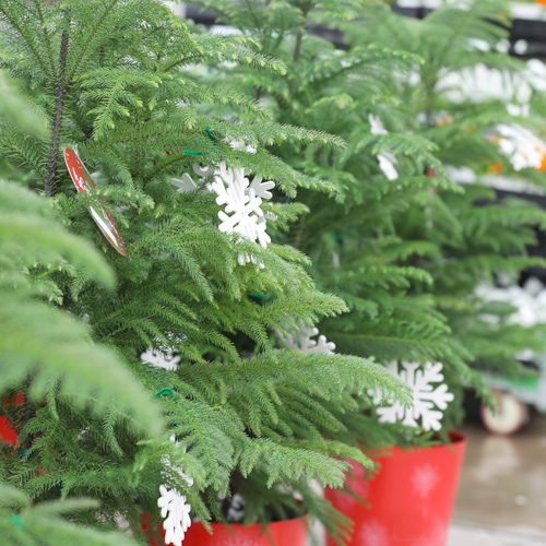 Norfolk Island Pine for Christmas Holidays Decoration | Calloway's Nursery