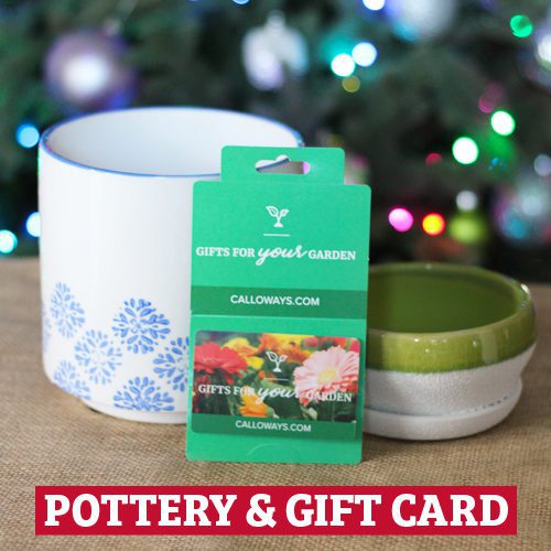 pottery and gift card