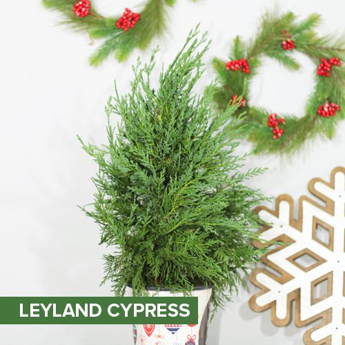 Leyland Cypress for Christmas Holidays | Calloway's Nursery