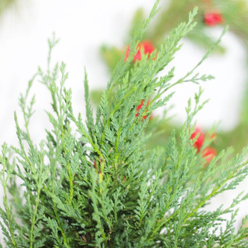 Leyland Cypress Plant for Christmas Holidays | Calloway's Nursery