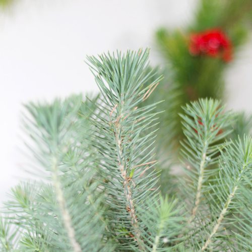 Italian Stone Pine for Christmas Holidays | Calloway's Nursery