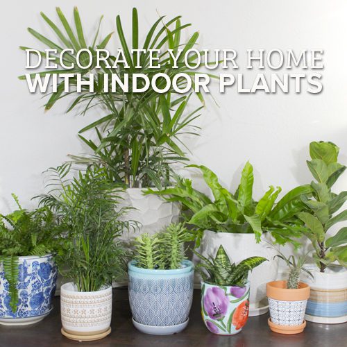 indoor plant ideas | assortment of indoor plants