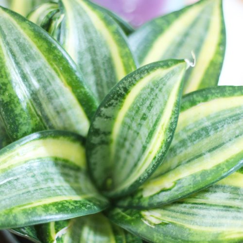 bird's nest sansevieria in a pot. Indoor plant ideas