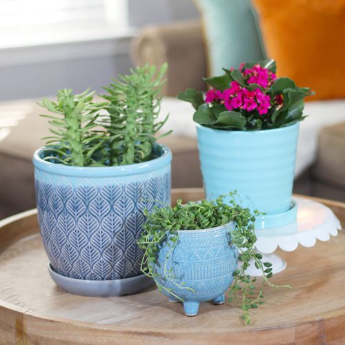 Assorted succulents in pots for indoor plant ideas