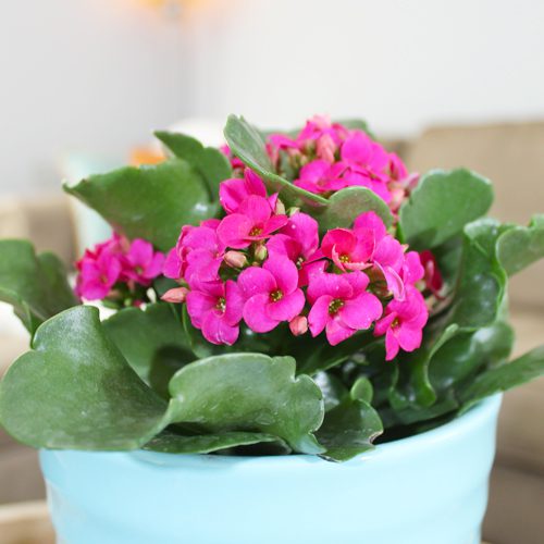 kalanchoe in a pot for indoor plant ideas