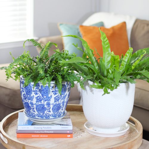 Ferns in a pot. Ideas for indoor plants