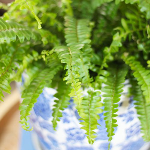 Boston ferns make great indoor plants.