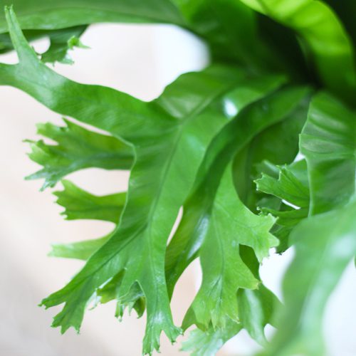 Bird's nest fern in a pot for great indoor plant ideas.