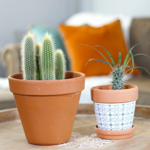 Cacti in pots are great indoor plants