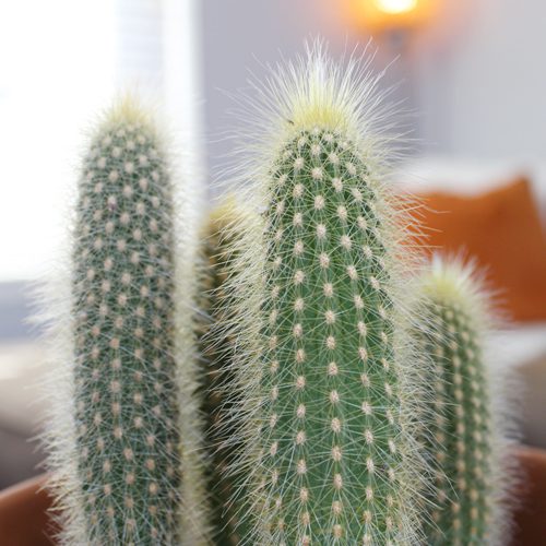 cactus tips in a indoor pot