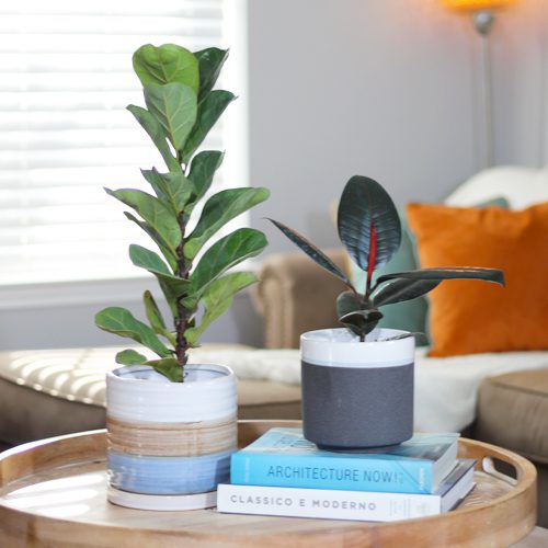 ficus trees in pots | indoor ficus tree ideas