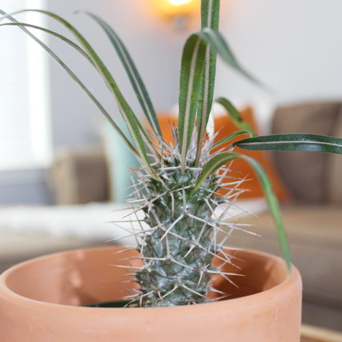 Madagascar palm in a pot. Another great indoor plant