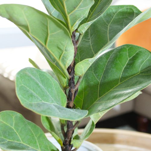 fiddle leaf fig | fiddle leaf figs in pots