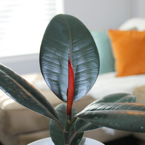 ficus elastica | ficus plant in a pot