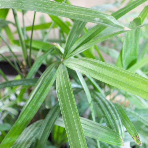 rhapis palm in a pot for indoor plant ideas