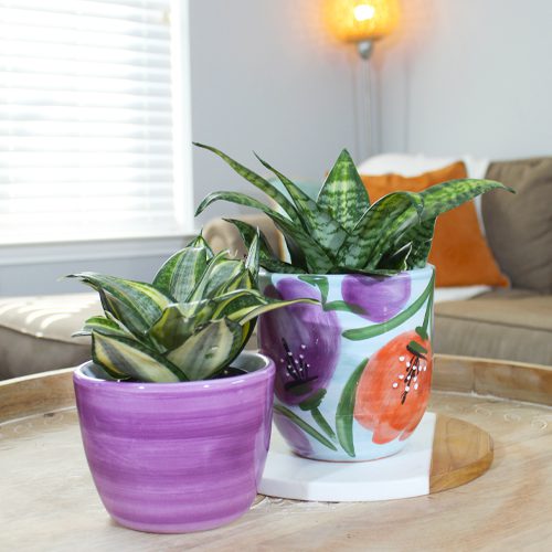 sansevieria plant for indoor plant ideas