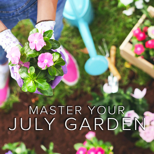 Expert Advice for Your July Garden