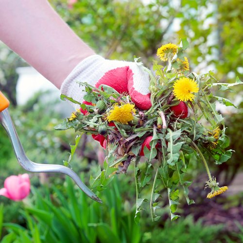 weed control