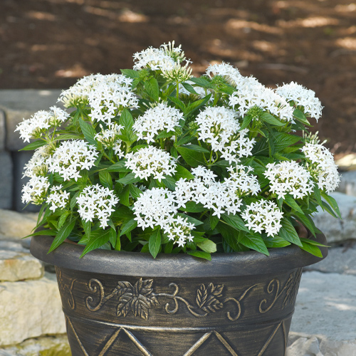 heat tolerant flowers