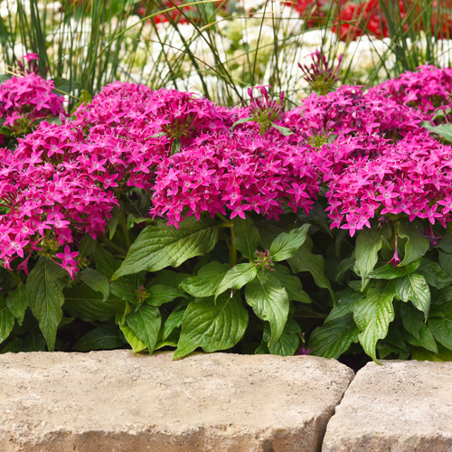 pentas in flowerbeds