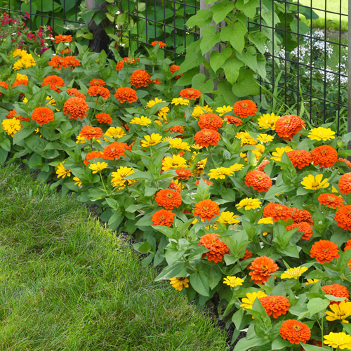 zinnias in flowerbed