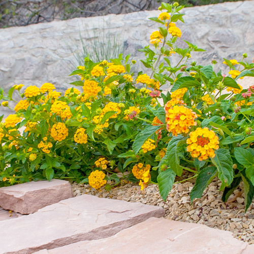 lantana in flowerbed