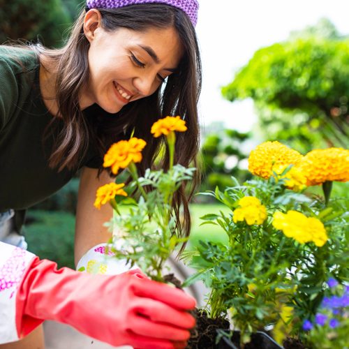 summer plants and flowers