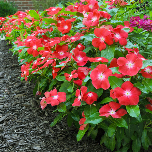 cora vinca in flowerbed