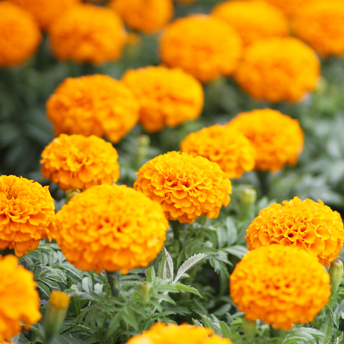 marigold