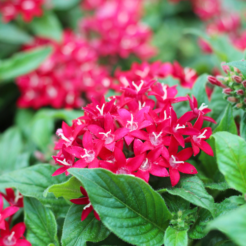 pentas