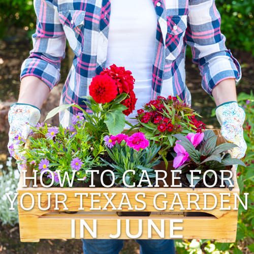 how to care for our texas garden in june