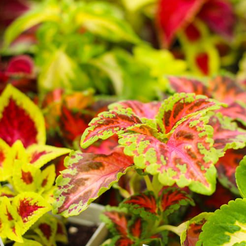 coleus