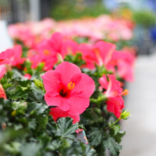 tropical hibiscus