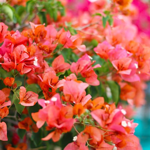 Bougainvillea