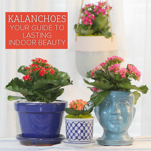 Master the Art of Growing Kalanchoes for Vibrant Indoor Blooms