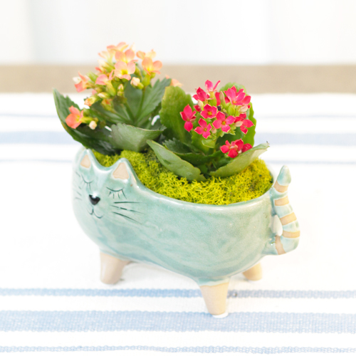 kalanchoe in planter