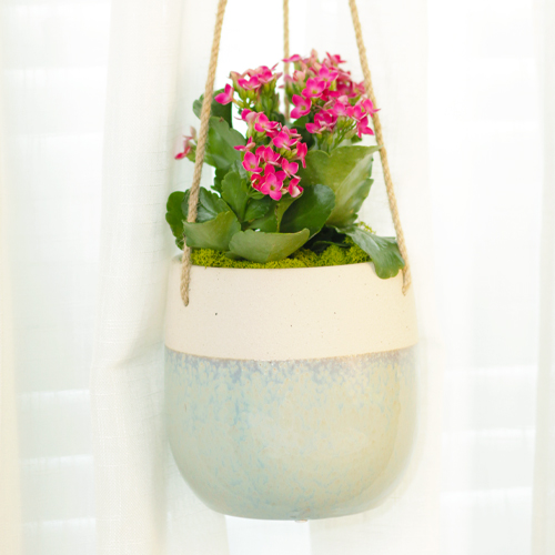 kalanchoe hanging basket