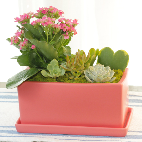 kalanchoe container garden idea