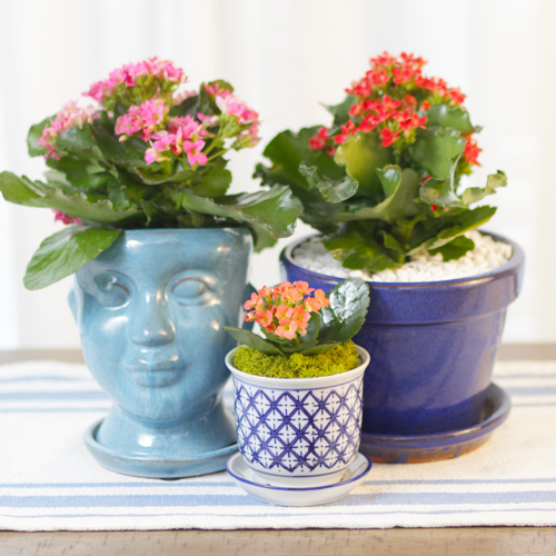 kalanchoe plants