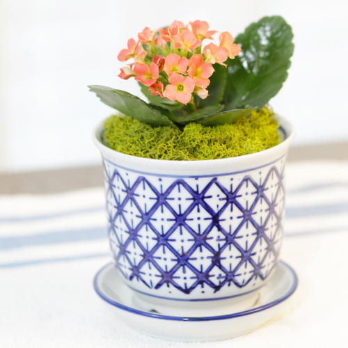 growing kalanchoe in a container garden