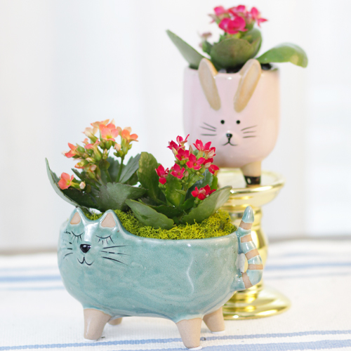 grow kalanchoe