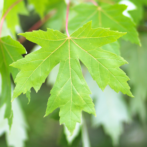 oak leaf