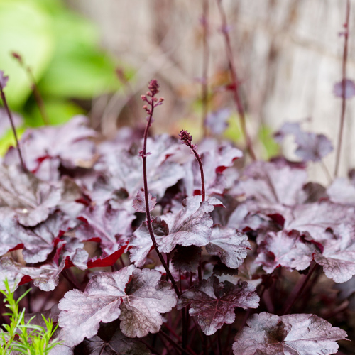 coral bells