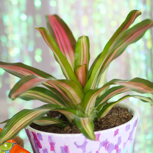 bromeliad leaves