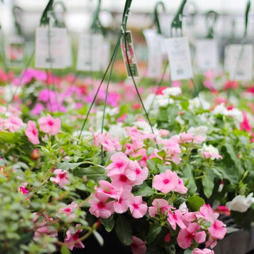 hanging baskets