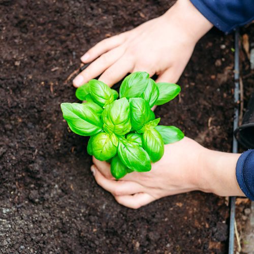 hands planting basil