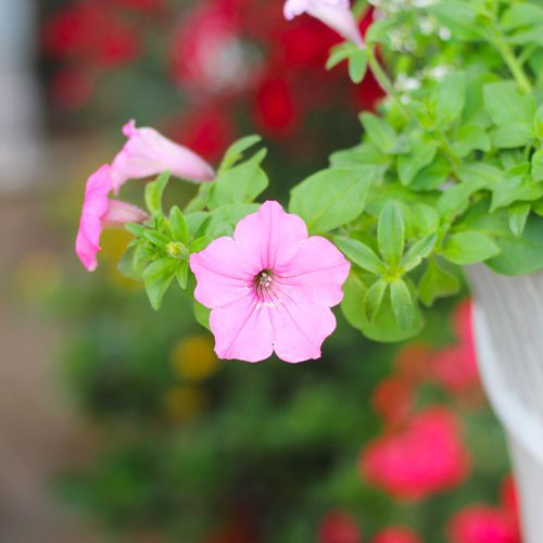 petunias