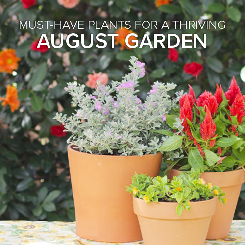 august gardening tips