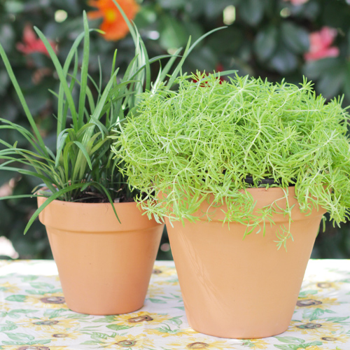 sedum and liriope